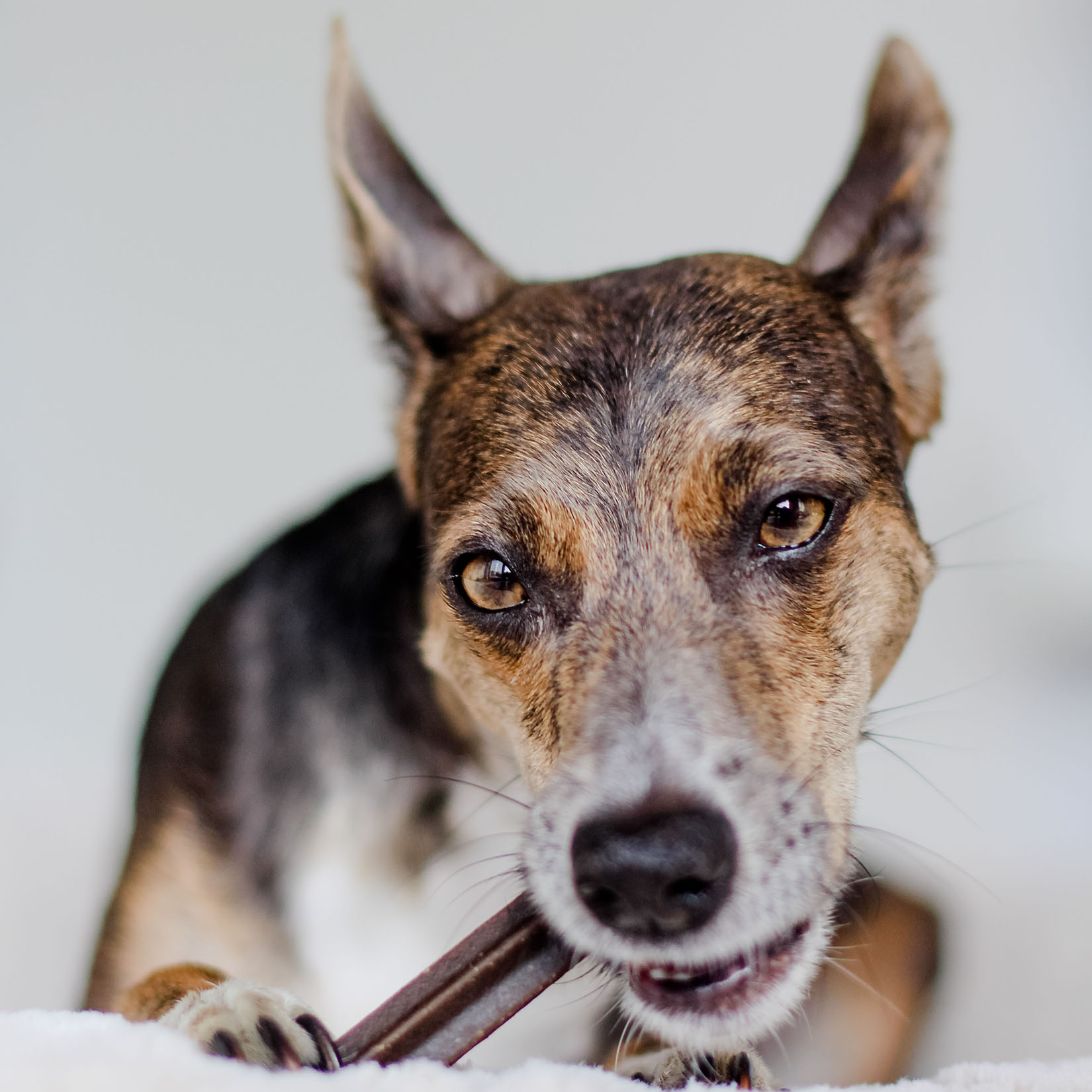 Tandartsensticks (Dental Sticks) - tandenpoetsen voor honden - natuurlijke supplementen voor honden